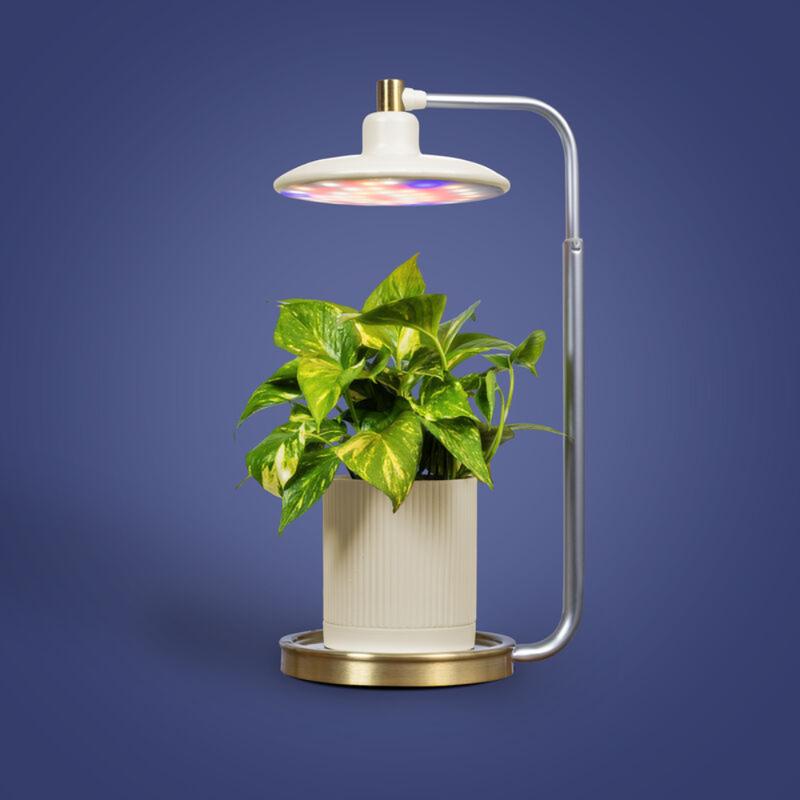 Avylara Tabletop Plant Light