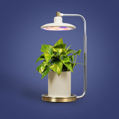 Avylara Tabletop Plant Light